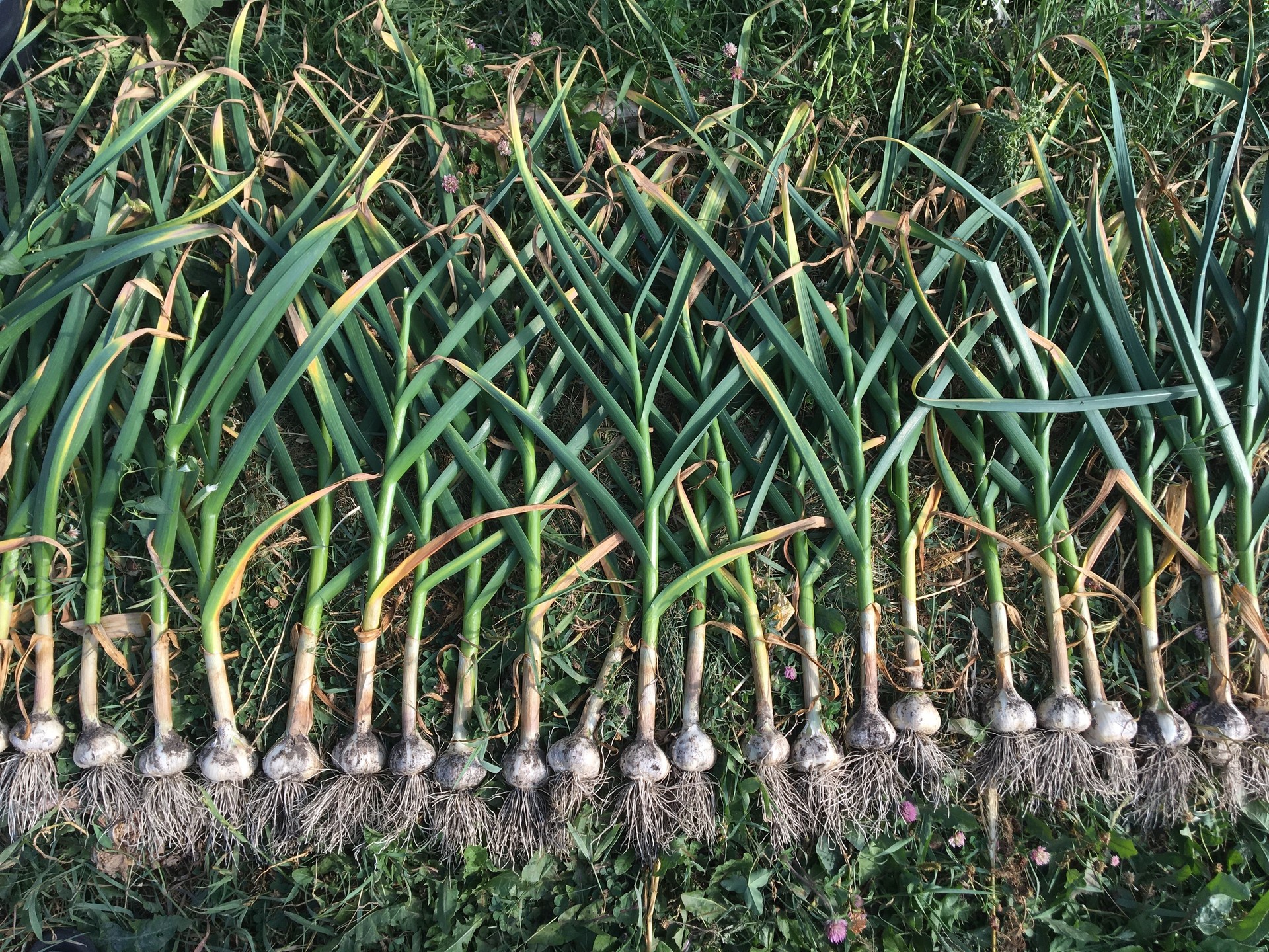 A row of freshly harvested garlic bulbs.